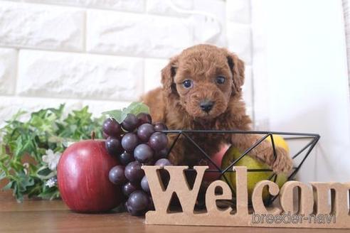 成約済の滋賀県のトイプードル-212551の2枚目