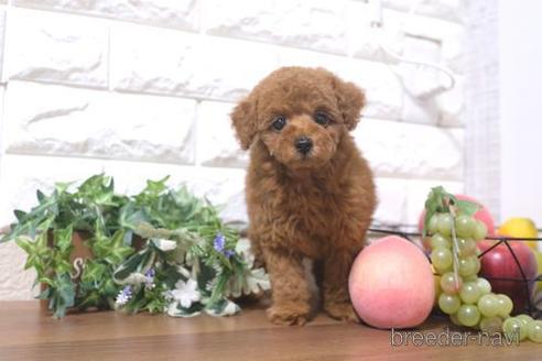 成約済の滋賀県のトイプードル-212553の6枚目