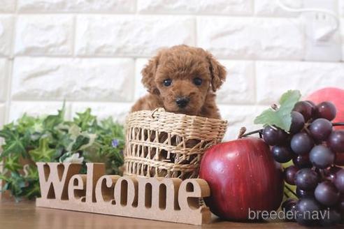 成約済の滋賀県のトイプードル-212553の3枚目