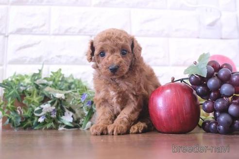 成約済の滋賀県のトイプードル-212726の2枚目