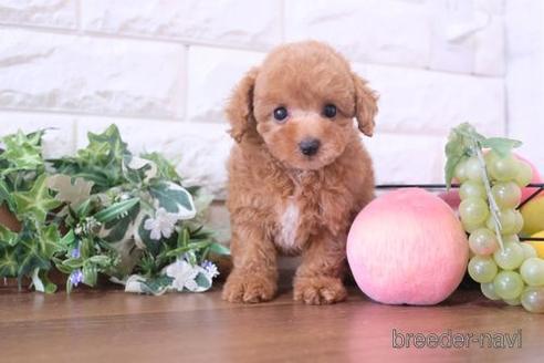 成約済の滋賀県のトイプードル-212730の1枚目