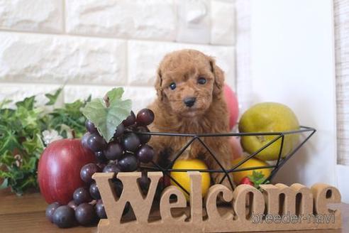 成約済の滋賀県のトイプードル-212730の3枚目