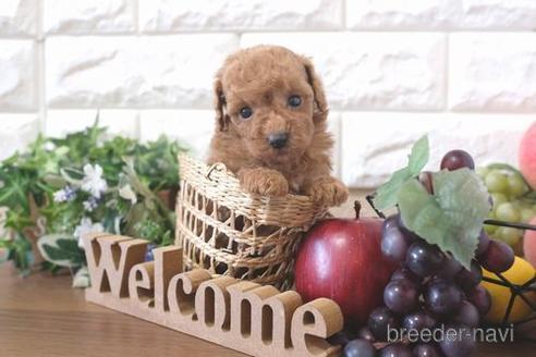 成約済の滋賀県のトイプードル-212730の2枚目