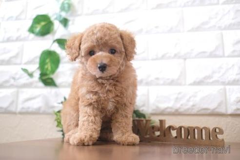 成約済の滋賀県のトイプードル-212736の1枚目