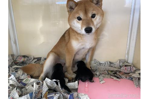 成約済の岡山県の豆柴-215048の7枚目