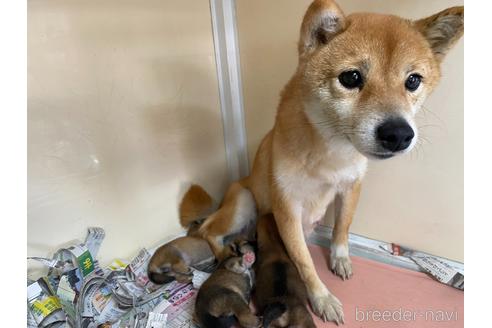 成約済の岡山県の豆柴-215060の6枚目