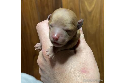 成約済の福岡県のトイプードル-215079の5枚目