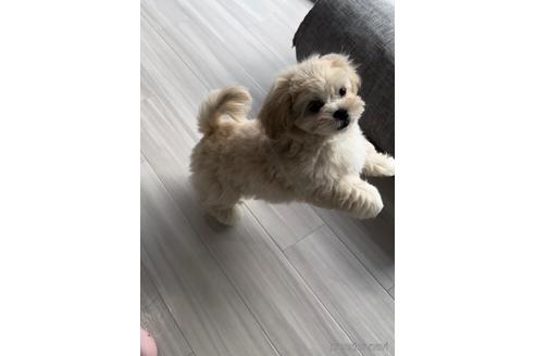 成約済の福岡県のミックス犬-208014の5枚目