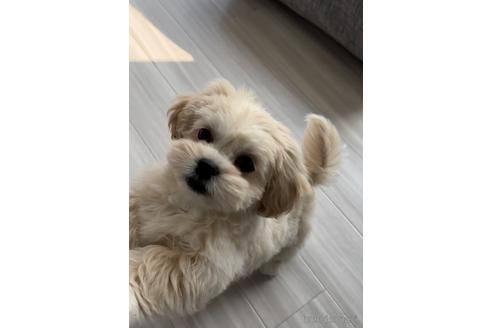 成約済の福岡県のミックス犬-208014の6枚目