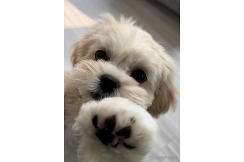 成約済の福岡県のミックス犬-208014の7枚目