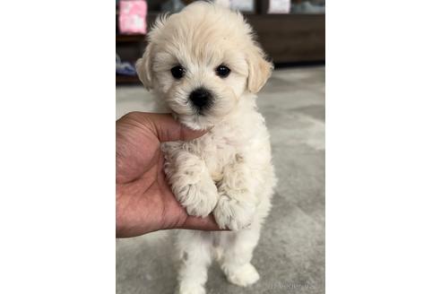 成約済の福岡県のマルプー:マルチーズ×トイプードル-214160の1枚目