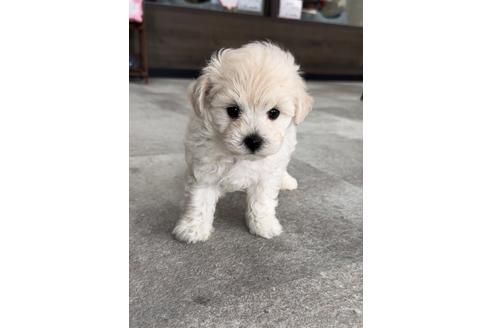 成約済の福岡県のマルプー:マルチーズ×トイプードル-214160の4枚目