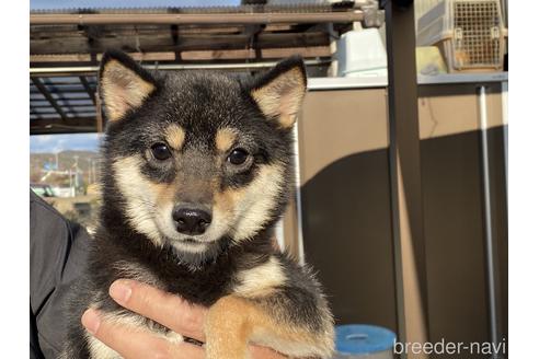 成約済の岡山県の豆柴-198989の4枚目