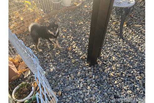 成約済の岡山県の豆柴-198989の3枚目