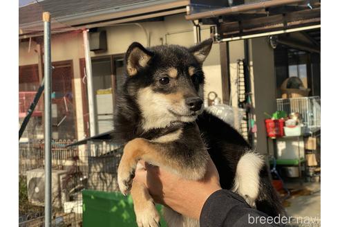 成約済の岡山県の豆柴-198989の2枚目