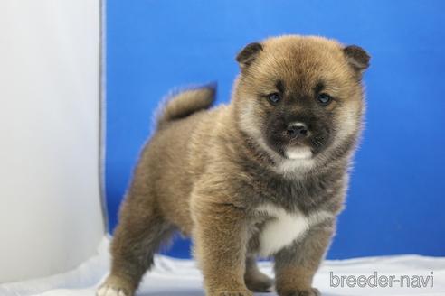 成約済の愛知県の柴犬-215192の1枚目