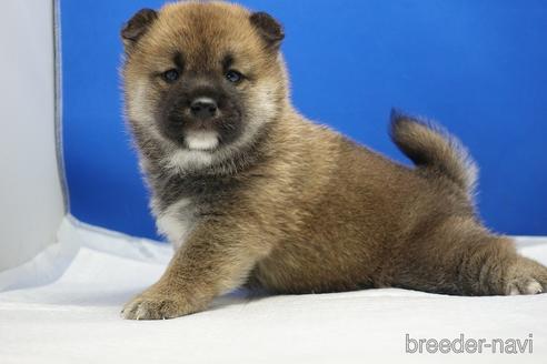 成約済の愛知県の柴犬-215192の10枚目