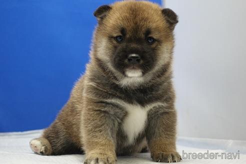 成約済の愛知県の柴犬-215192の11枚目