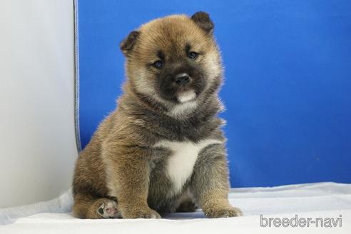 成約済の愛知県の柴犬-215192の12枚目