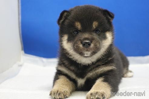 成約済の愛知県の柴犬-215199の11枚目