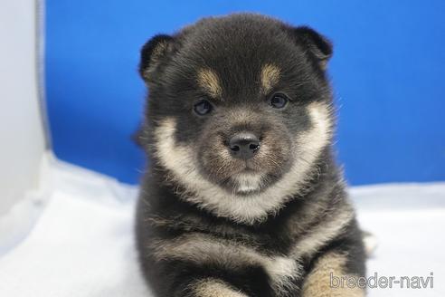 成約済の愛知県の柴犬-215199の12枚目