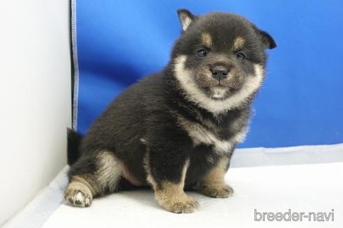 成約済の愛知県の柴犬-215199の9枚目