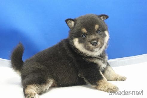 成約済の愛知県の柴犬-215199の10枚目