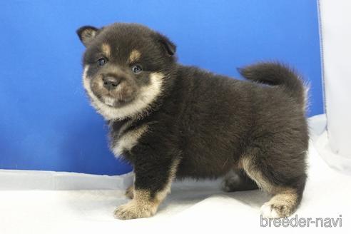 成約済の愛知県の柴犬-215199の1枚目