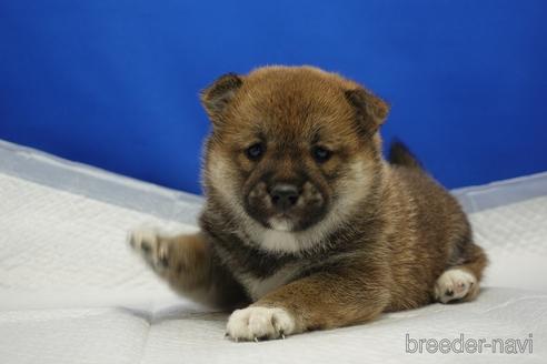 成約済の愛知県の柴犬-215200の24枚目