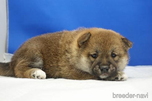 成約済の愛知県の柴犬-215200の28枚目