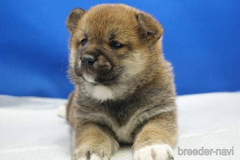 成約済の愛知県の柴犬-215200の27枚目