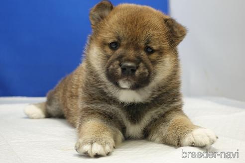 成約済の愛知県の柴犬-215200の27枚目