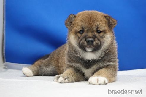 成約済の愛知県の柴犬-215200の25枚目