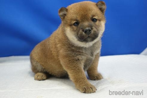 成約済の愛知県の柴犬-215213の17枚目