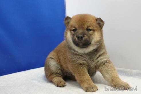 成約済の愛知県の柴犬-215213の19枚目