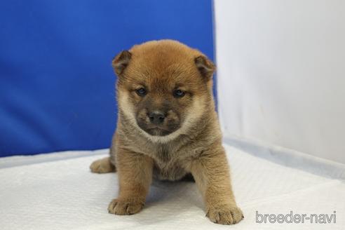 成約済の愛知県の柴犬-215213の18枚目