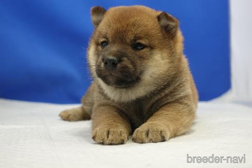 成約済の愛知県の柴犬-215213の16枚目