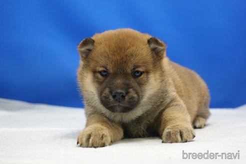 成約済の愛知県の柴犬-215213の15枚目