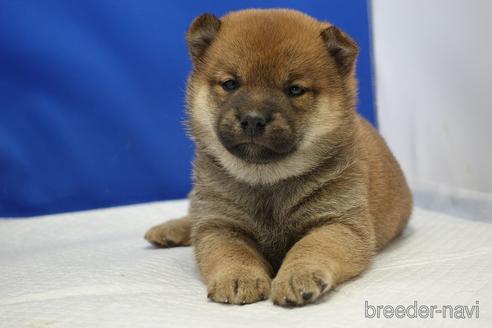 成約済の愛知県の柴犬-215213の12枚目