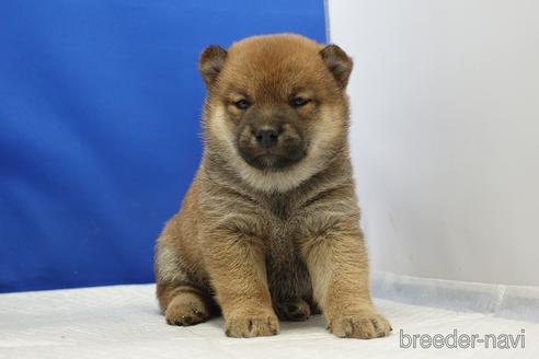成約済の愛知県の柴犬-215213の12枚目