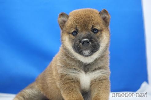 成約済の愛知県の柴犬-215214の25枚目