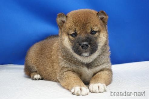 成約済の愛知県の柴犬-215214の28枚目