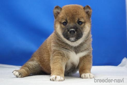 成約済の愛知県の柴犬-215214の27枚目