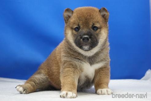 成約済の愛知県の柴犬-215214の26枚目