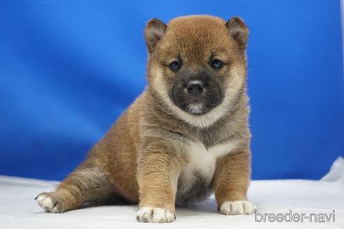 成約済の愛知県の柴犬-215214の28枚目