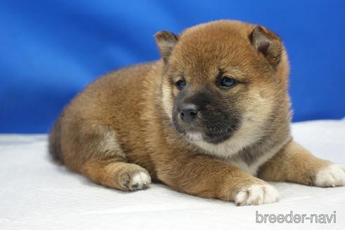 成約済の愛知県の柴犬-215214の25枚目