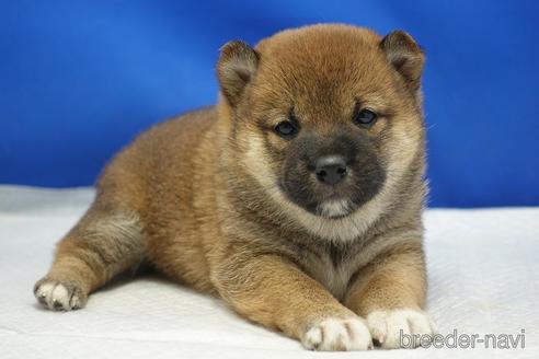 成約済の愛知県の柴犬-215214の18枚目