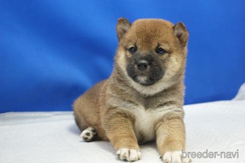 成約済の愛知県の柴犬-215214の19枚目