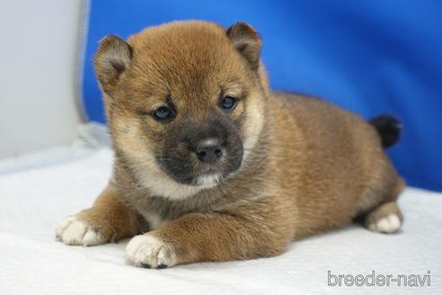 成約済の愛知県の柴犬-215214の21枚目