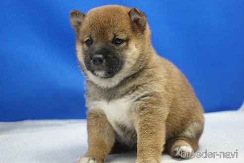 成約済の愛知県の柴犬-215214の20枚目